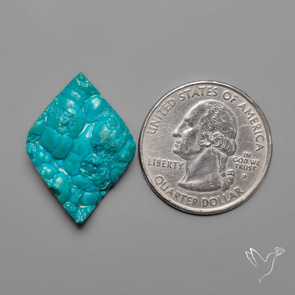 Rare Botryoidal Chrysocolla Raw Faced