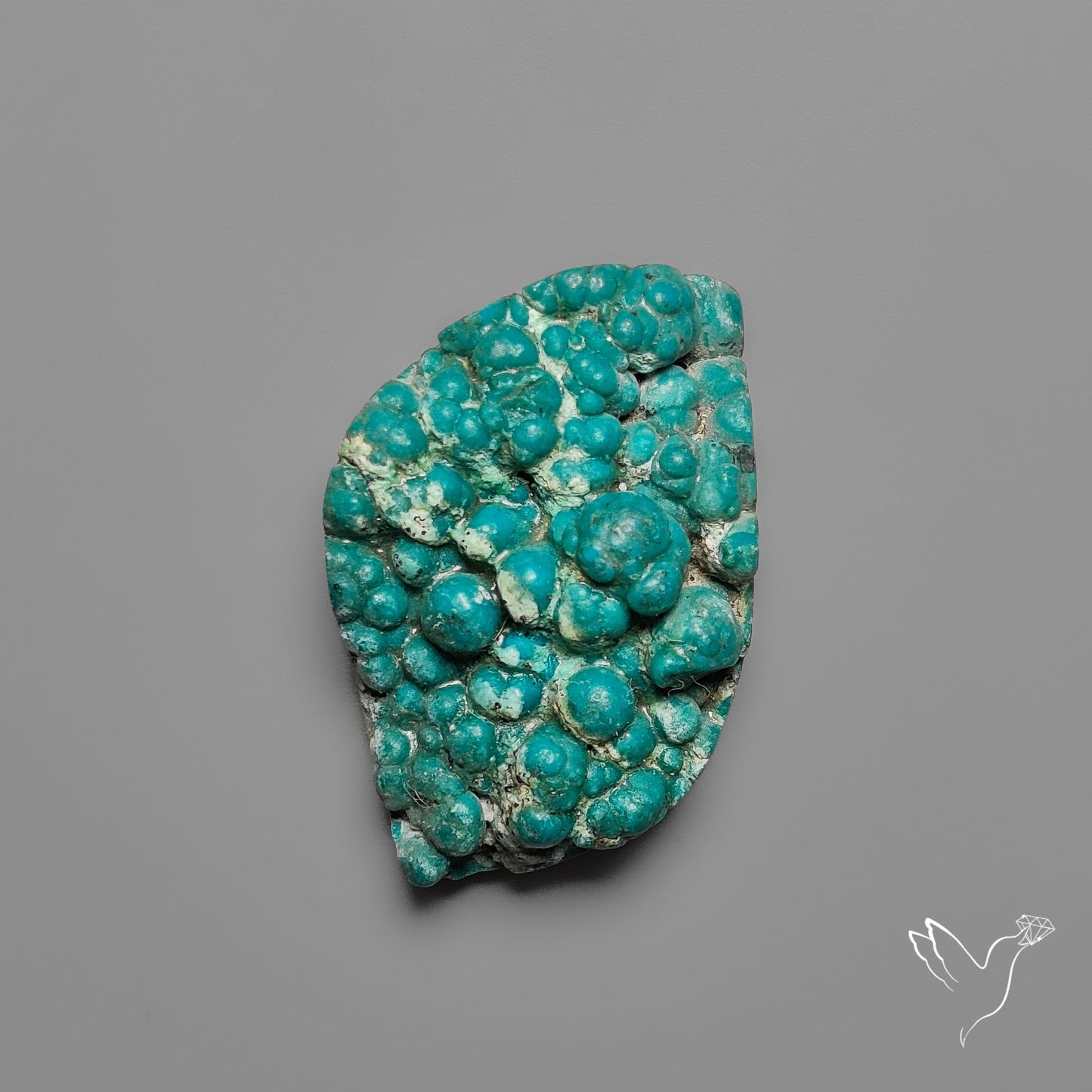 Rare Botryoidal Chrysocolla Raw Faced
