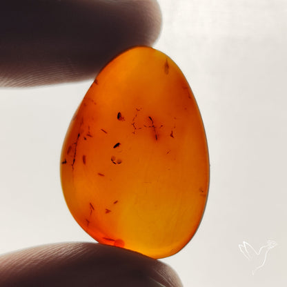 Baltic Amber Cabochon