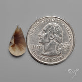 Scenic Agate Cabochon