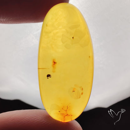 Baltic Amber Cabochon