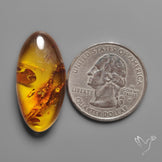 Baltic Amber Cabochon