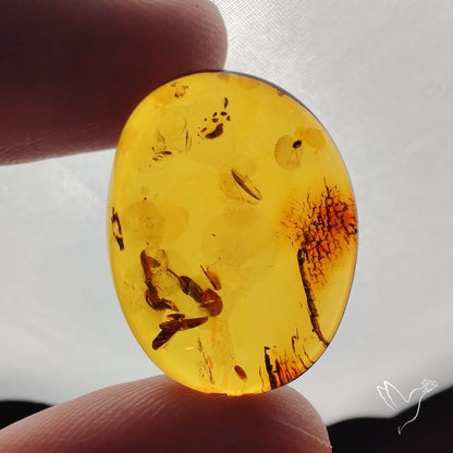 Baltic Amber Cabochon