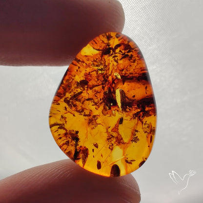 Baltic Amber Cabochon