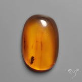 Baltic Amber Cabochon