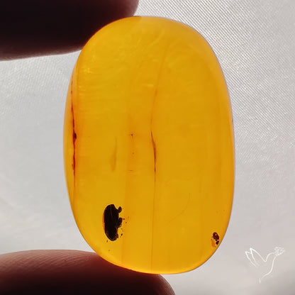 Baltic Amber Cabochon