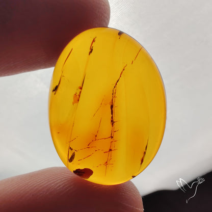 Baltic Amber Cabochon