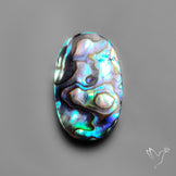 Abalone Shell