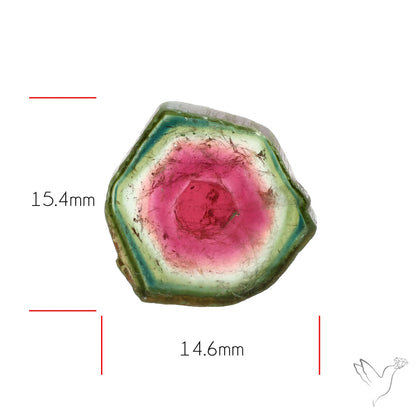 Watermelon Tourmaline Slice Rare Perfect Green Border
