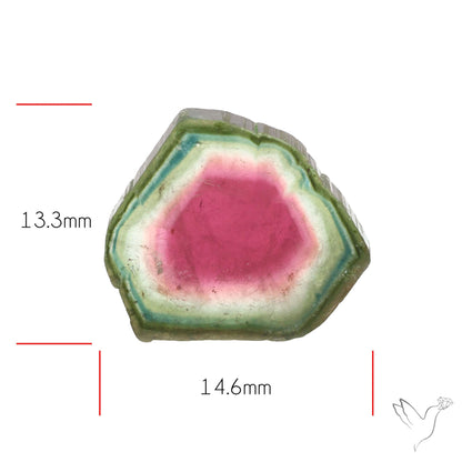 Watermelon Tourmaline Slice Rare Perfect Green Border