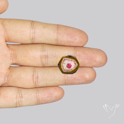 Watermelon Tourmaline Slice Rare Perfect Green Border