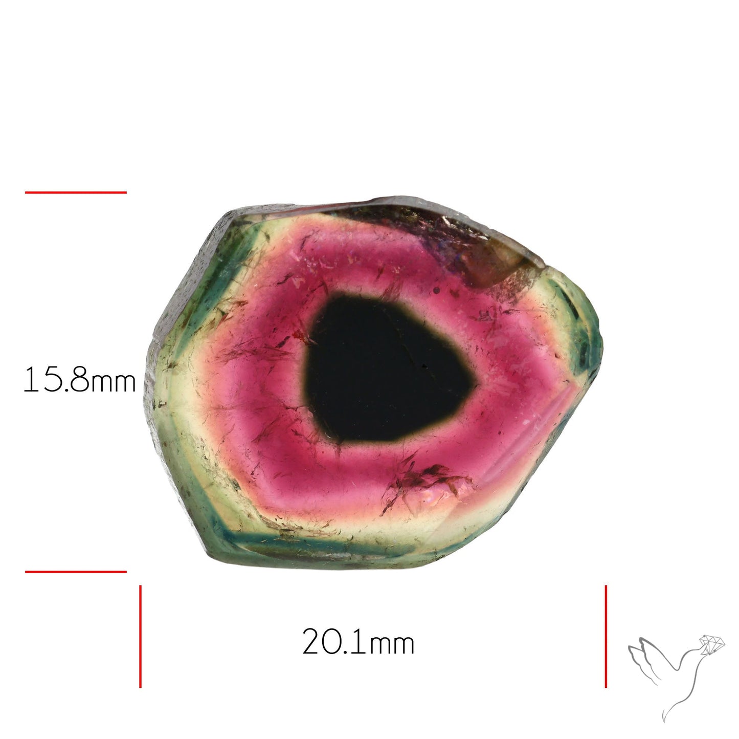 Watermelon Tourmaline Slice Rare Flashy