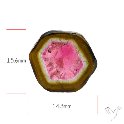 Watermelon Tourmaline Slice Rare Perfect Green Border