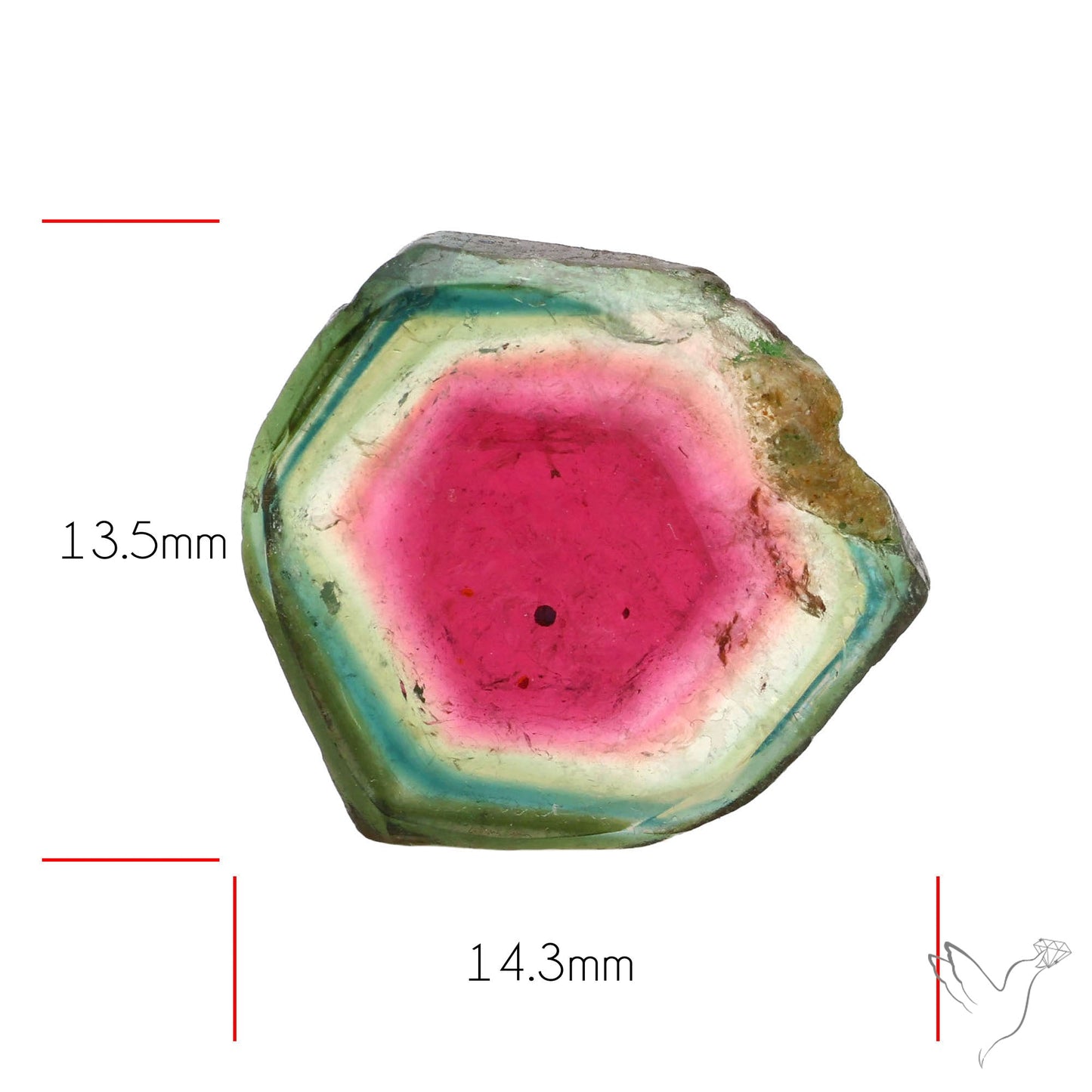 Watermelon Tourmaline Slice Rare Perfect Green Border