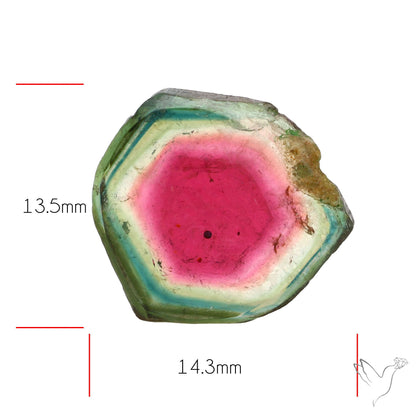 Watermelon Tourmaline Slice Rare Perfect Green Border