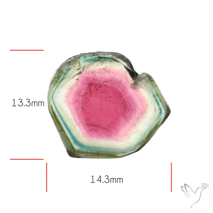 Watermelon Tourmaline Slice Rare Perfect Green Border-