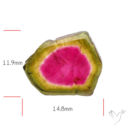 Watermelon Tourmaline Slice Rare Perfect Green Border