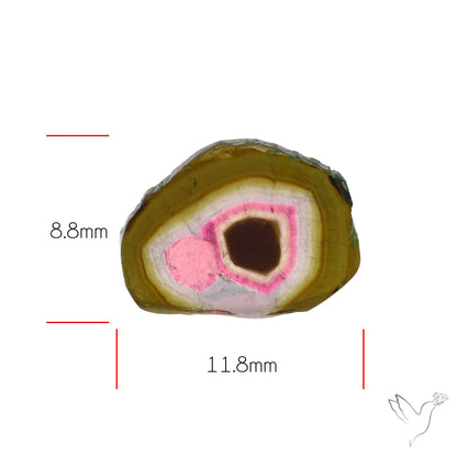 Watermelon Tourmaline Slice Rare Perfect Green Border