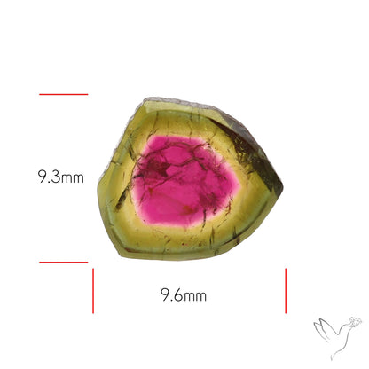 Watermelon Tourmaline Slice Rare Perfect Green Border