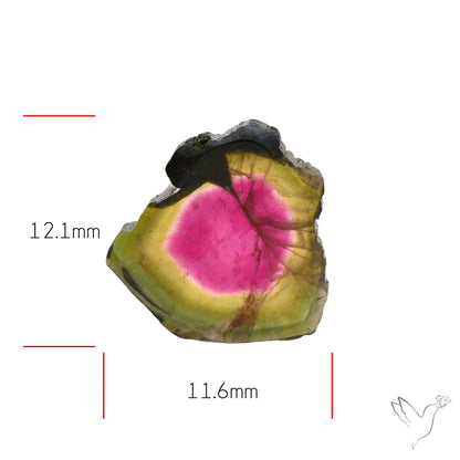 Watermelon Tourmaline Slice Rare Perfect Green Border