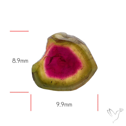 Watermelon Tourmaline Slice Rare Perfect Green Border