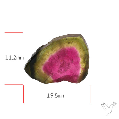 Watermelon Tourmaline Slice Rare