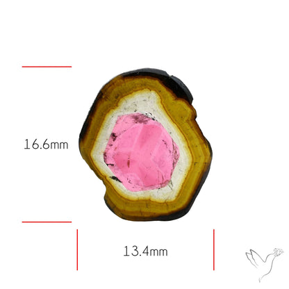 Watermelon Tourmaline Slice Rare Perfect Green Border