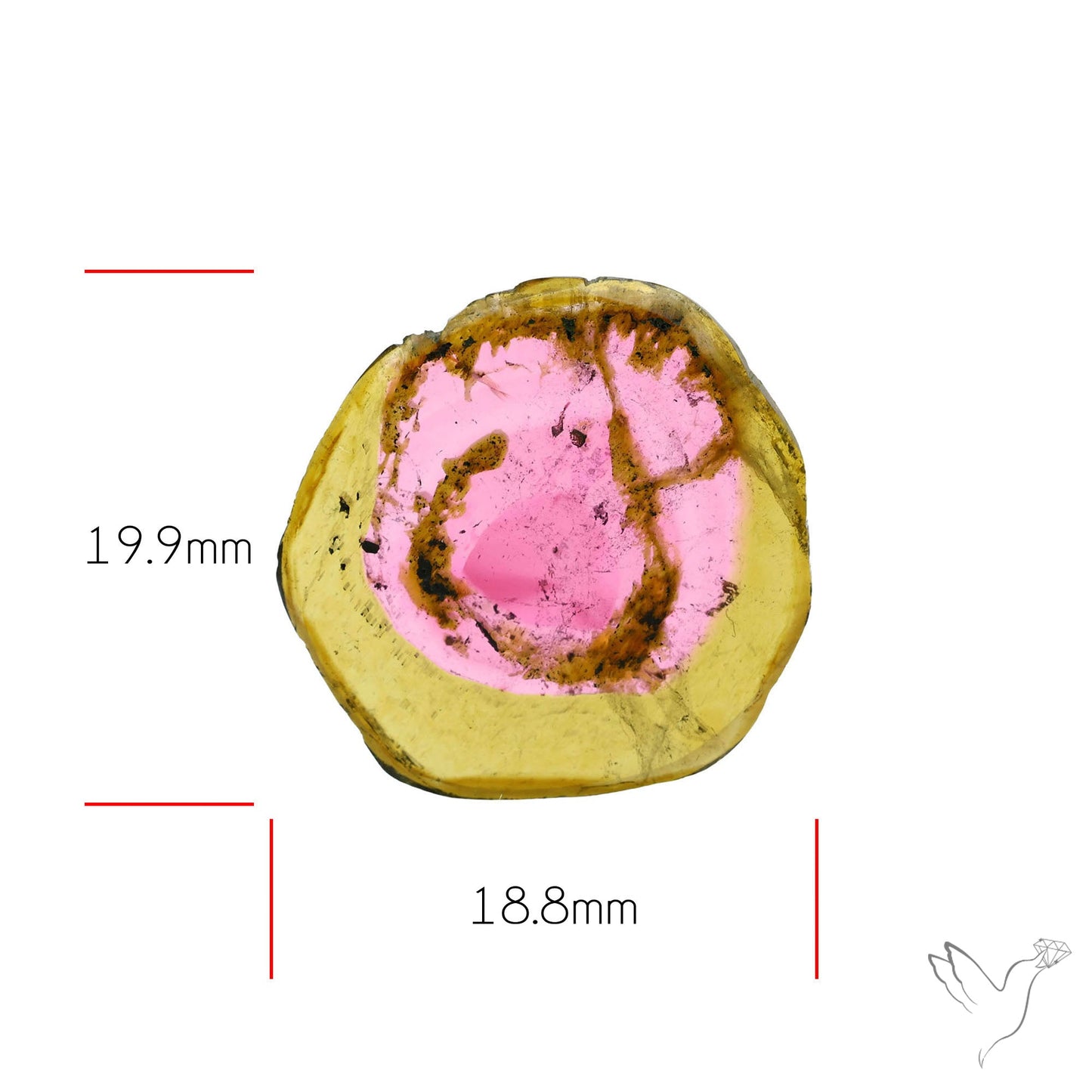 Watermelon Tourmaline Slice Rare Perfect Green Border