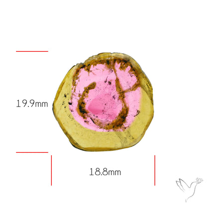 Watermelon Tourmaline Slice Rare Perfect Green Border