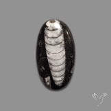 Orthoceras Fossil Cabochon