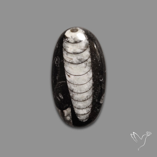 Orthoceras Fossil Cabochon