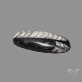 Orthoceras Fossil Cabochon