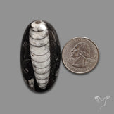 Orthoceras Fossil Cabochon