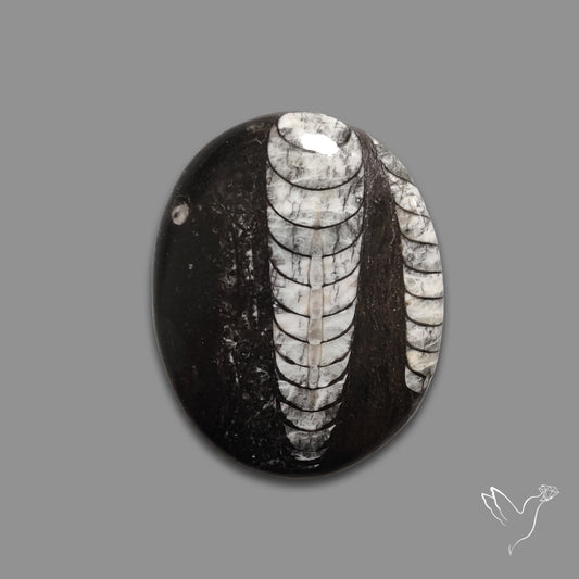 Orthoceras Fossil Cabochon