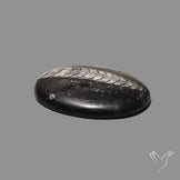Orthoceras Fossil Cabochon