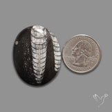 Orthoceras Fossil Cabochon