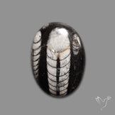 Orthoceras Fossil Cabochon