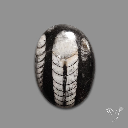 Orthoceras Fossil Cabochon