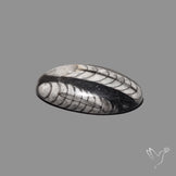 Orthoceras Fossil Cabochon