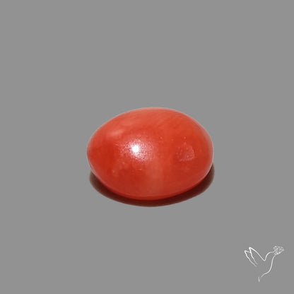 Red Coral Cabochon
