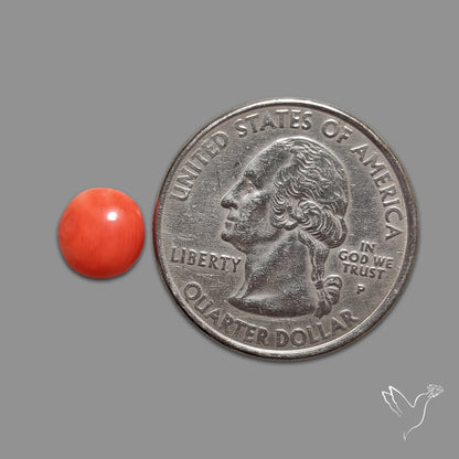Red Coral Cabochon