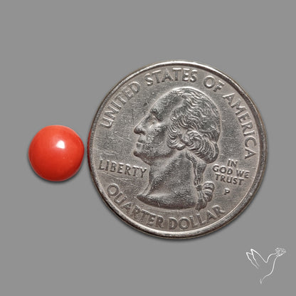 Red Coral Cabochon