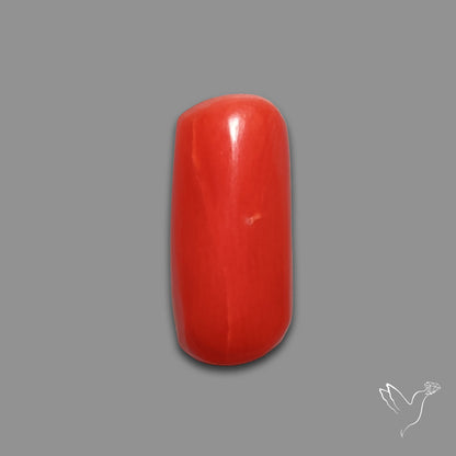 Red Coral Cabochon