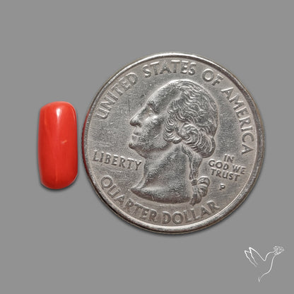 Red Coral Cabochon