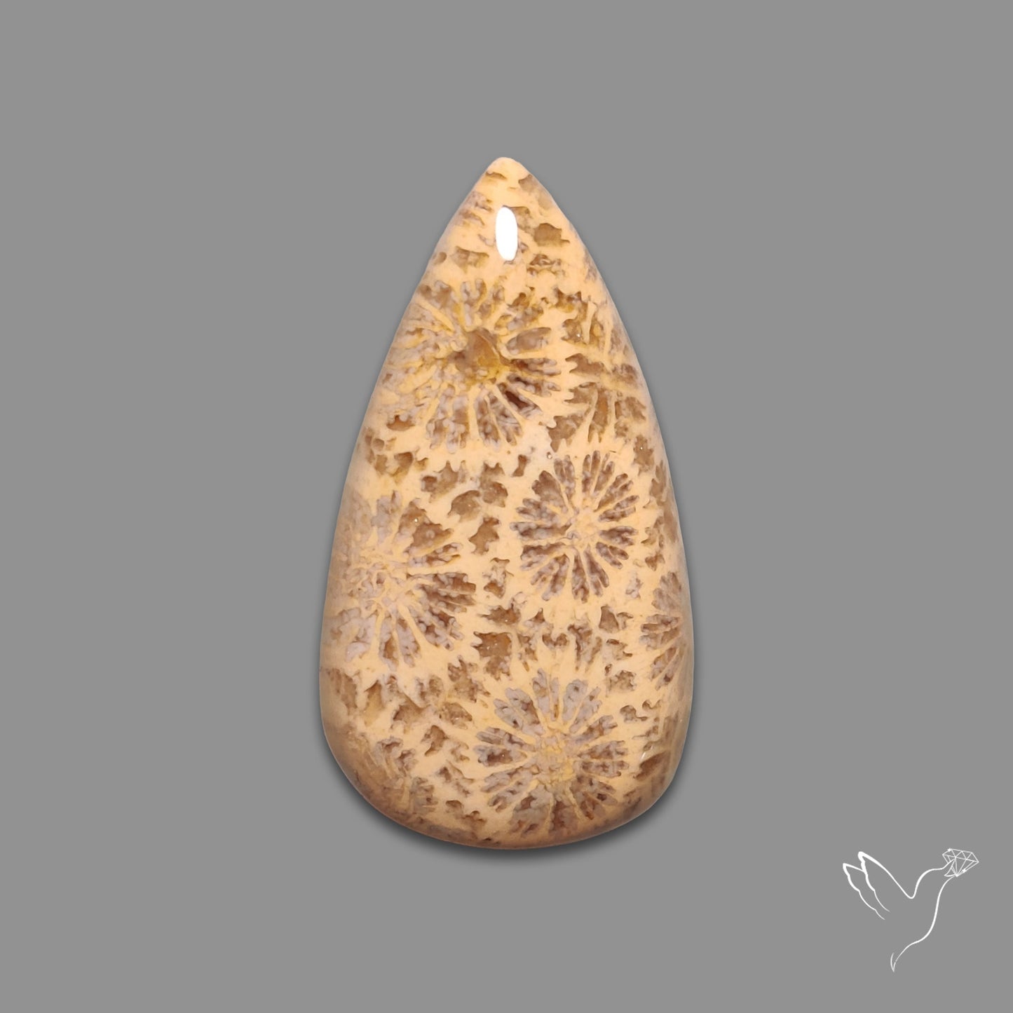Fossil Coral Cabochon