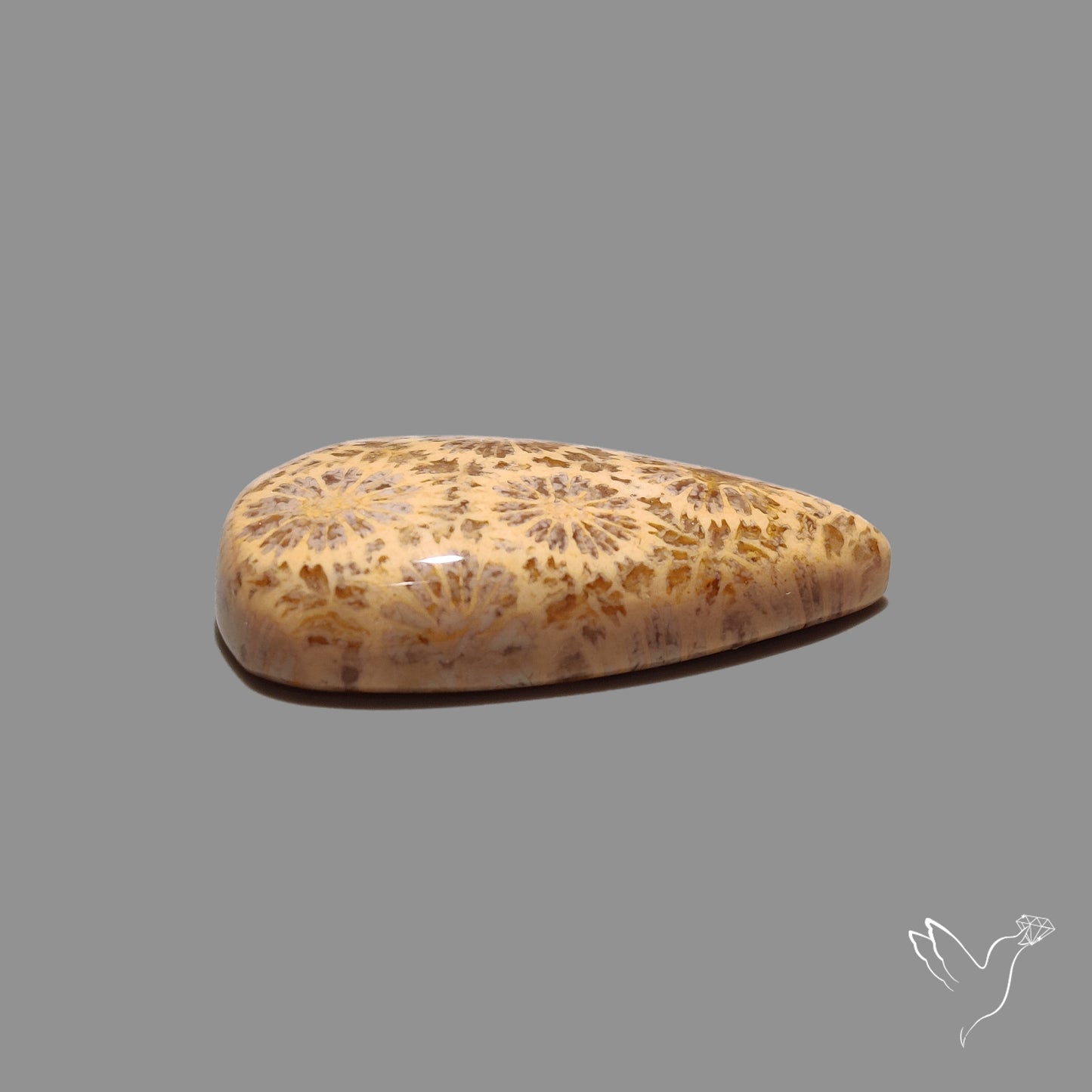Fossil Coral Cabochon