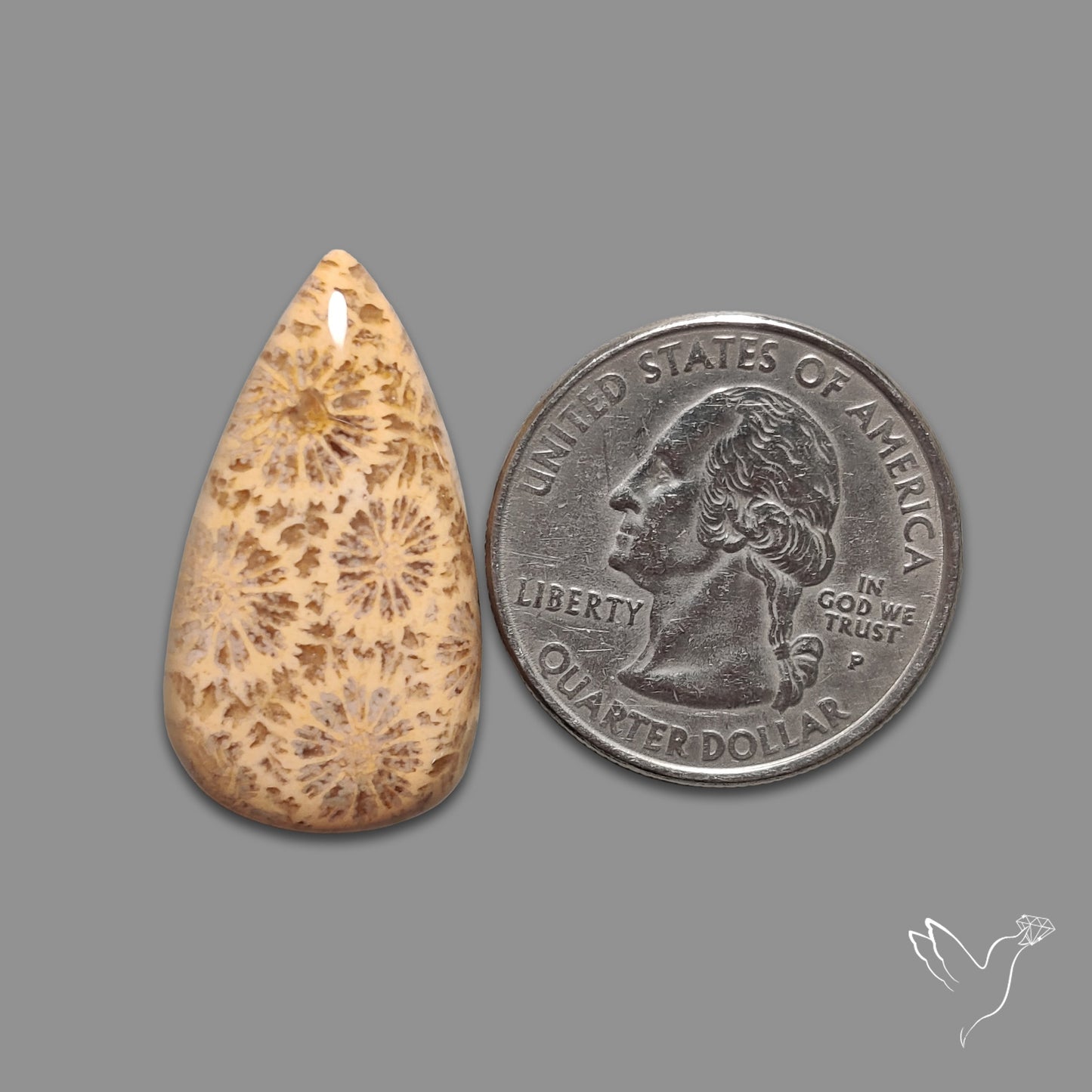 Fossil Coral Cabochon