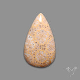 Fossil Coral Cabochon