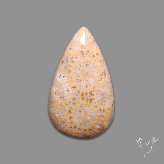 Fossil Coral Cabochon