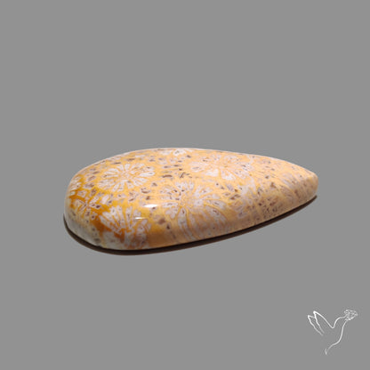 Fossil Coral Cabochon